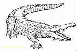 Coloring Pages Alligator Crocodile Croc Cartoon Printable Getdrawings Getcolorings Colorings sketch template