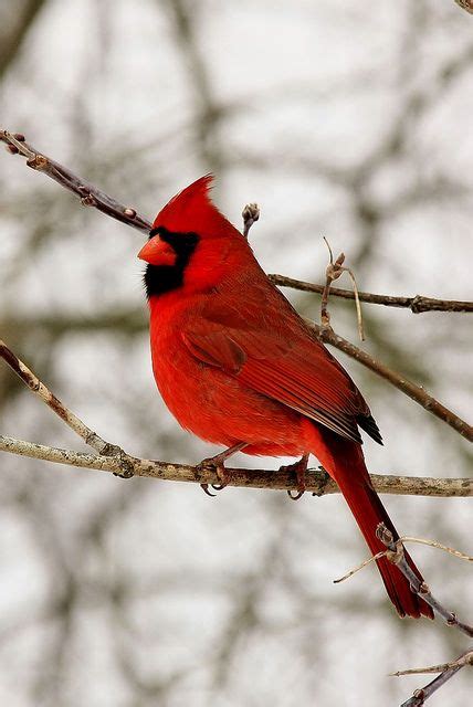 red cardinal meaning ideas  pinterest cardinal birds meaning cardinals