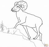 Sheep Bighorn Pecora Montagna Rocciose Stampare Disegnare Designlooter Mammiferi Printmania sketch template