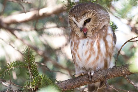 north american boreal owl boreal owl owl bird branch forest