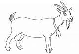 Sheep Coloring Printable Pages Kids Goat Clipart Drawing Para Colorear Cabras Pintar Dibujos Imprimir Preschool Colouring Goats Clip Animals Farm sketch template