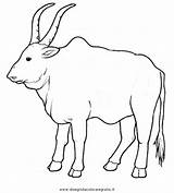 Zebu Brahman Animali Cattle Brahma Bull Disegnidacoloraregratis sketch template