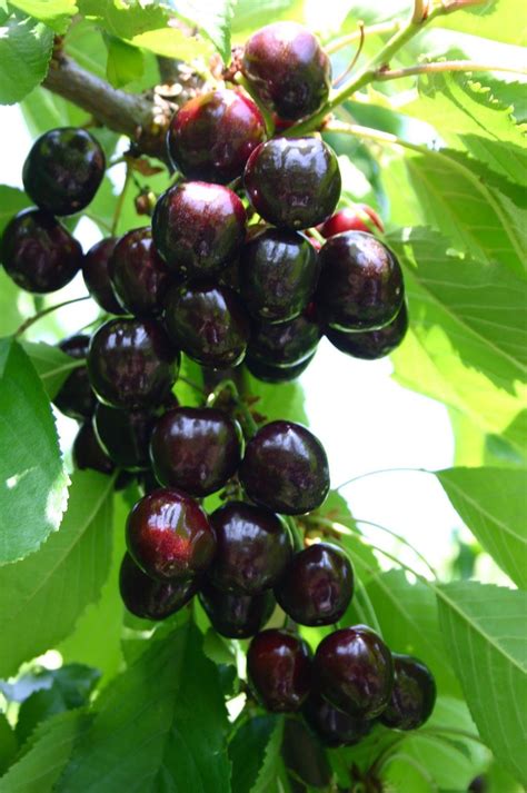 black star® cherries vitro hellas nursery