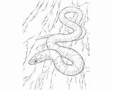 Colouring Snakes sketch template