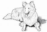 Shetland Sheepdog Difficult sketch template