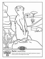 Meerkat Coloring Pages Animals Color Meerkats Zoo Animal Print Meercat Drawing Activities Printable Sheets Drawings Popular Getdrawings 800px 02kb sketch template