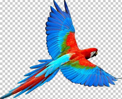 parrot bird flight scarlet macaw png clipart animal animals bird birds color  png