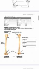 Radius Qna Ulna Bones sketch template