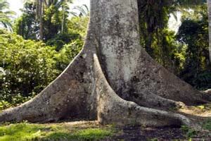 kapokbaum baeume amazonas portal