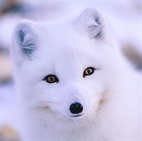 beautiful arctic fox natureisfuckinglit