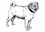 Pug Coloring Dog Puggle Clipart Silhouette Pages Puppy Bulldog Large sketch template