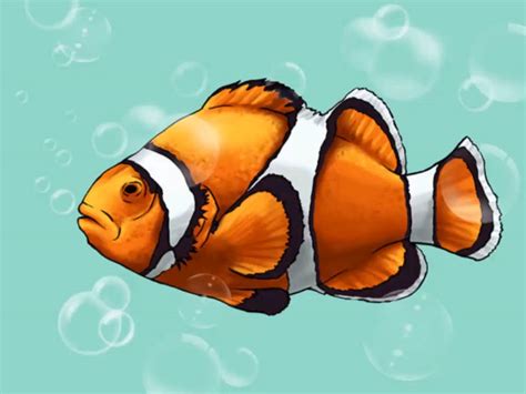 draw  clownfish step  step guide