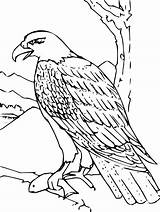Eagle Coloring Pages Prey sketch template