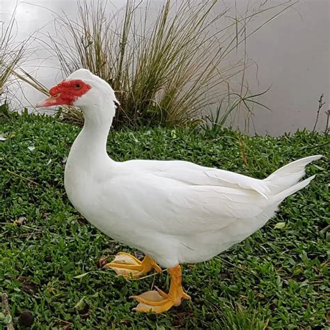 sintetico  imagen de fondo  tipo de animal es el pato alta definicion completa