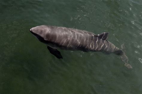 schweinswal cetaceade