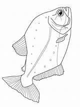 Vissen Poisson Coloriage Fisch Ausmalbilder Malvorlage Malvorlagen Besuchen Stimmen Stemmen sketch template