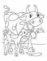 Sapi Mewarnai Vache Veau Cows Supercoloriage Coloringfolder sketch template