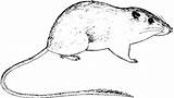 Mouse Desert Pocket Penicillatus sketch template