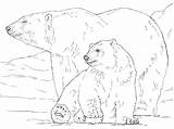 Orso Polare Orsi Polar Animali sketch template