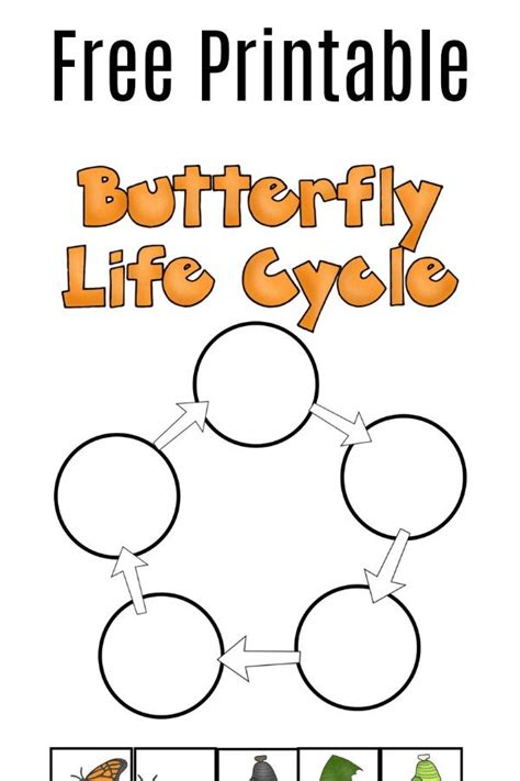 grab   printable butterfly life cycle worksheet  learn