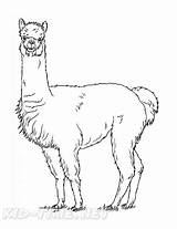 Coloring Pages Alpaca Book Popular Sheets Animals sketch template