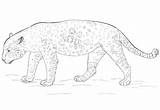 Jaguar Coloring Pages Drawing Printable Categories sketch template