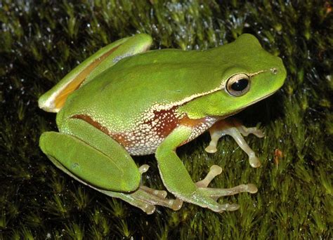list  amphibians  australia wikipedia