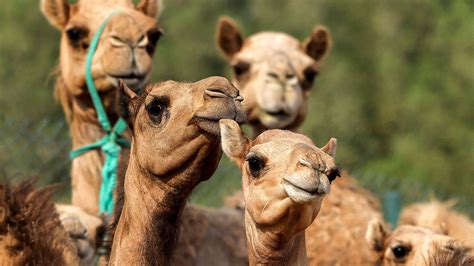 botox using camels kicked out of beauty pageant and lose 66m prize