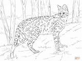 Serval Coloring Pages Printable Cat African Realistic Savannah Animal Drawing Books Forest Categories sketch template