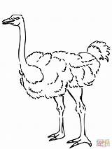 Ostrich Coloring Autruche Pages Coloriage Curious Animals Printable Antelope Imprimer Dessin Color Supercoloring Tracing Drawings Draw Drawing Dessiner sketch template