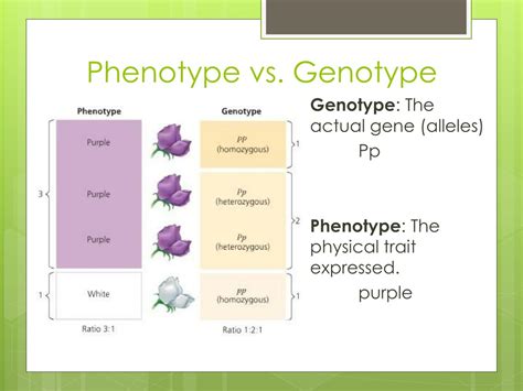 what is the difference between genotype and phenotype and what are some