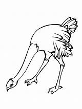 Avestruz Ostrich Colorear Getdrawings Huevos sketch template