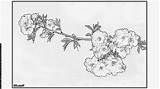 Japonais Cerisier Coloriage Fleur Bestof sketch template
