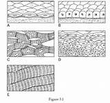 Epithelium Squamous Simple Chapter Print Muscle Skeletal Tissue Illustration Cuboidal Stratified Easynotecards sketch template