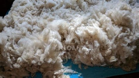 clean  dry raw wool  life   homestead homesteading blog