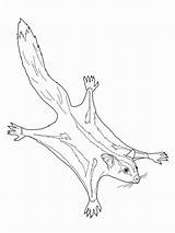 Glider Possum Mammals Getcolorings sketch template