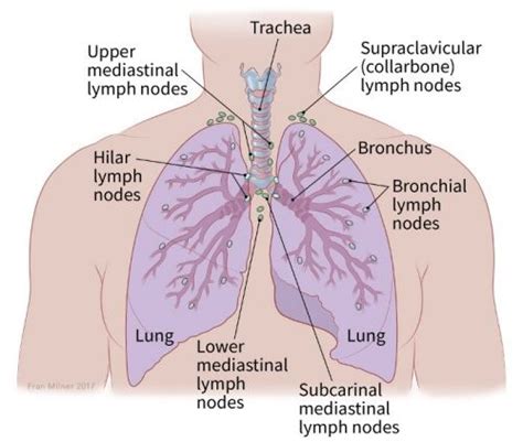 Anatomy Of Chest Lymph Nodes Lung Anatomy Saint Luke S Health System