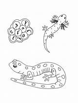 Salamander Amphibian Relatives Frogs Salamanders sketch template