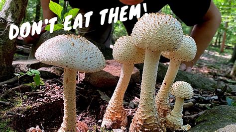 7 Common Poisonous Mushrooms You Should Know Youtube