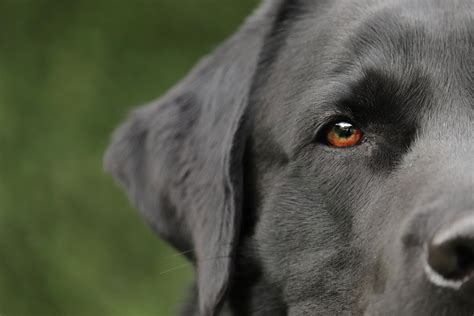 wat kunnen de oren van een hond  vertellen hondpedia