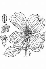 Dogwood Coloring Tree Pages Getcolorings Printable sketch template