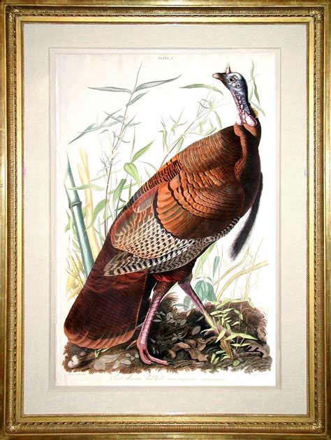 audubon offering of the day the wild turkey john james audubon 1785