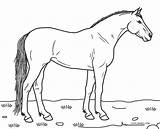Caballos Pferde Ausmalbilder Pferd Caballo Malvorlagen Granja Animales Ausdrucken sketch template