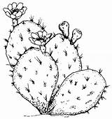 Cactus Prickly Pear Drawing Outline Line Sketch Coloring Simple Pages Flower Color Thorn Template Drawings Clip Clipart Plants Getdrawings Paintingvalley sketch template