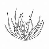 Tumbleweed Botanical Icon sketch template