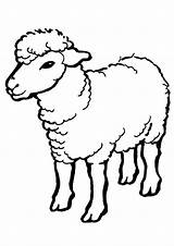 Ausmalbilder Sheep Coloring Drawing Drawings Pages Momjunction Animal Farm Tiere Cartoon sketch template