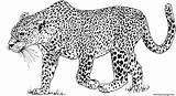 Coloring Leopard Panthera Pages Pardus Printable sketch template