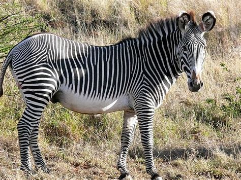 grevys zebra animal wildlife