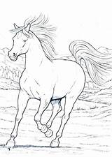 Coloring Pages Horse Realistic Gypsy Running Paint People Getcolorings Printable sketch template