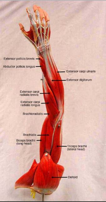 arm muscle diagram hand  forearm muscle anatomy anterior view
